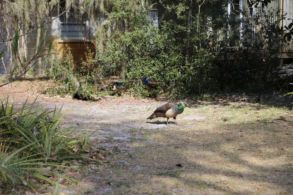 Peacock by Walter_Arksey