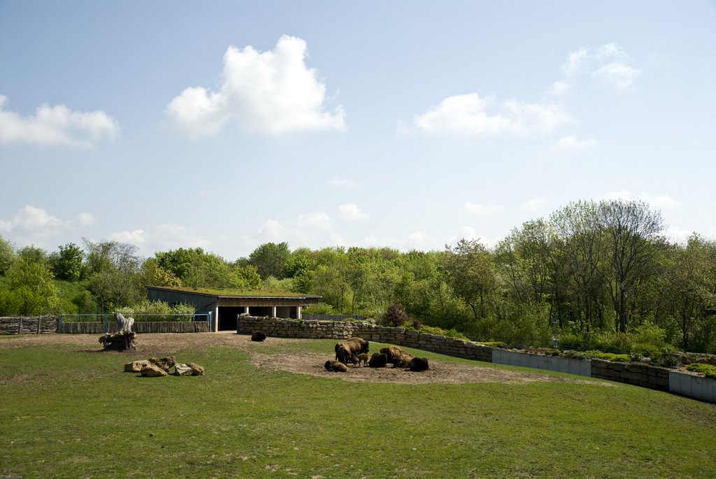 Bison Plains im Zoopark Erfurt by Mario Fuss