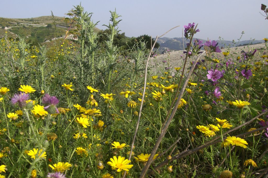 Overal bloemen in mei in Segesta (Trudi) by Trudi