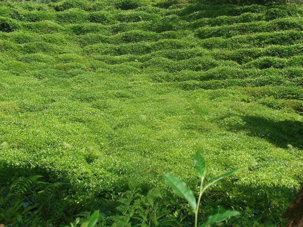 Remzi karaoglu TEA FARM by princeomer