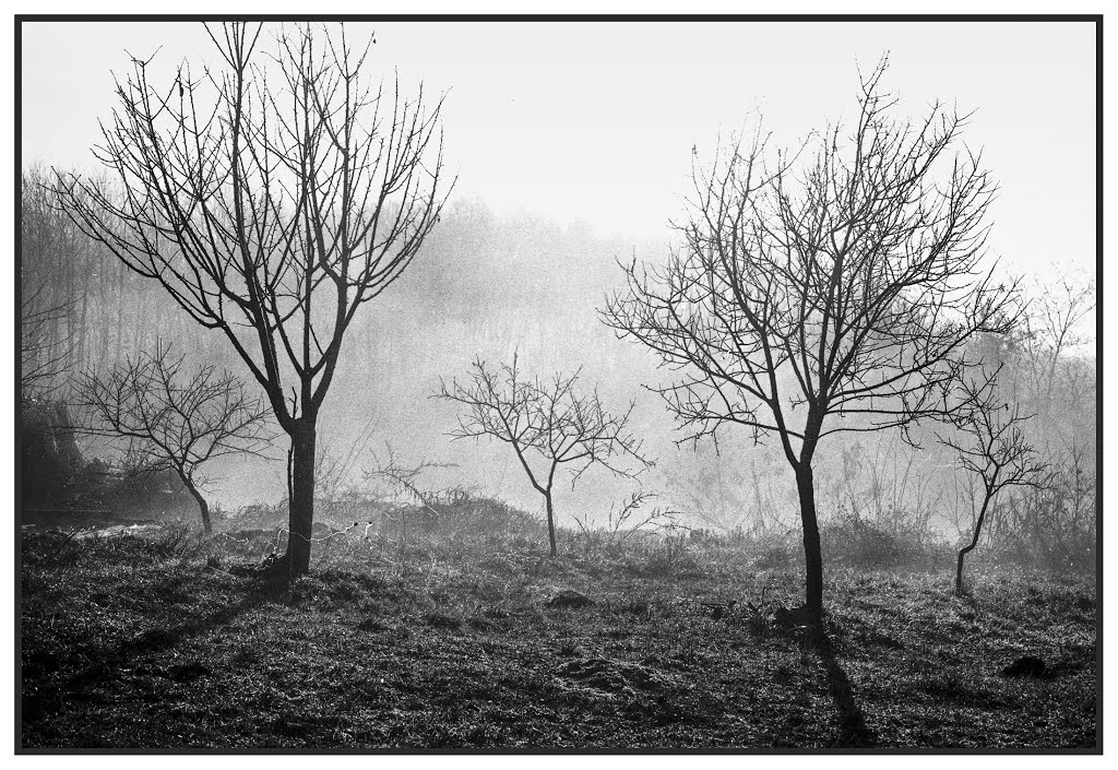 Franciacorta nella nebbia. 1977. by robin_hood (Giorgio Baioni)