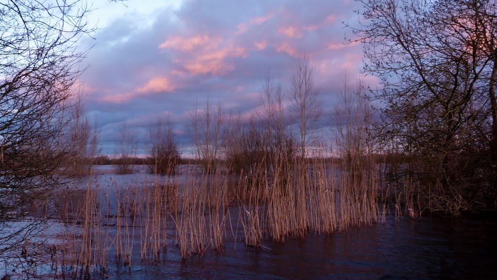 Les marais de Sainte Anne sur Brivet;02.2014 by laurentdelépine44