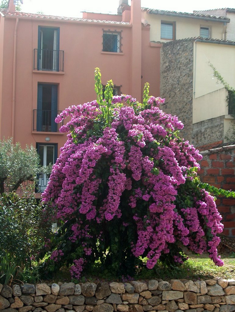 Ceret by Ivan Moerman