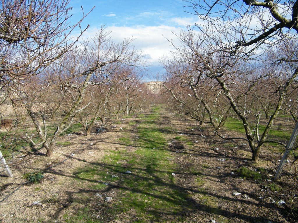 FABARA (ZARAGOZA) PLANTACIÓN DE MELOCOTÓN EMBOLSADO, CON DENOMINACION DE ORIGEN CALANDA by JOSE LUIS OROÑEZ