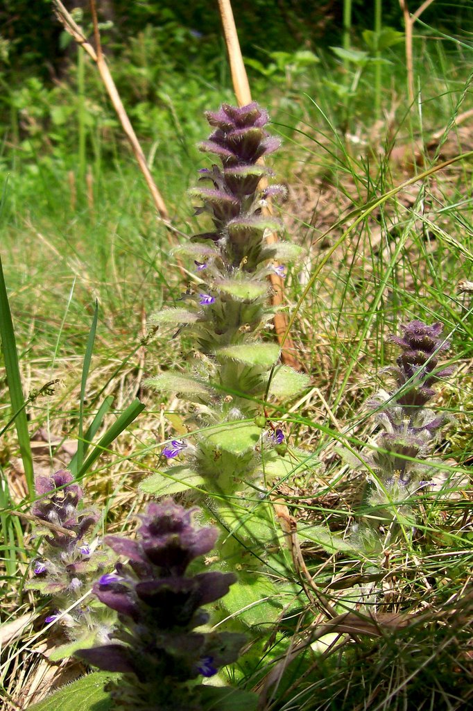 Blåsuga (Ajuga pyramidalis) by Spacebug