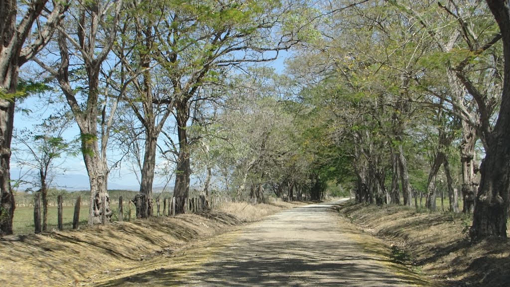 Camino cerca de Porozal by Gino Vivi