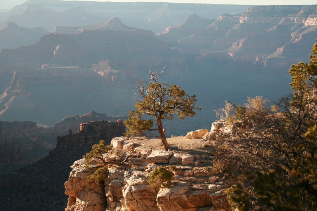 Lonesome Pine at Grand Canyon by macbeth9