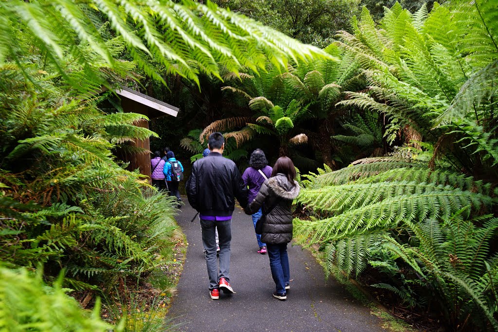 Marakoopa Cave Tasmania 澳洲 塔斯曼尼亞 瑪拉庫壩鐘乳石洞 by Cheuk