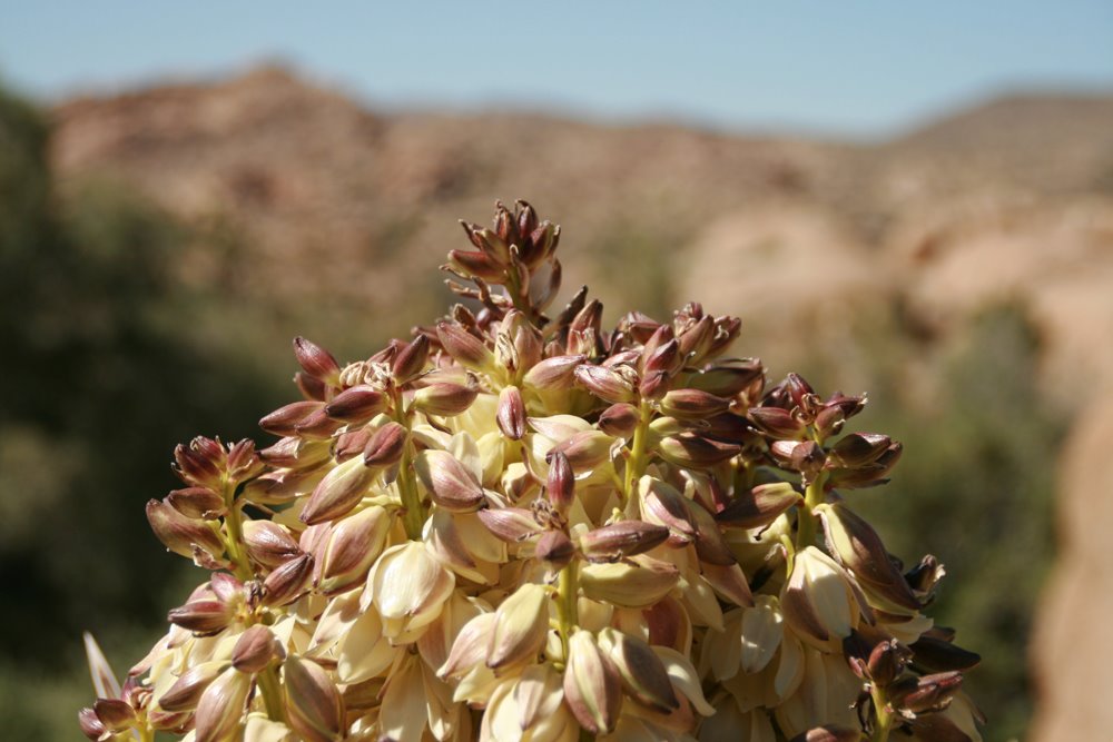 Joshua Tree in bloom by macbeth9