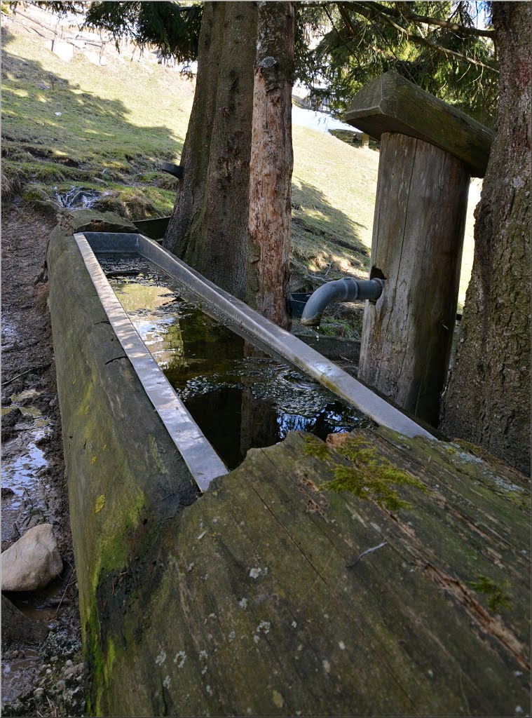 Viehtränke Spitzlsteinalm by Steidl Normann