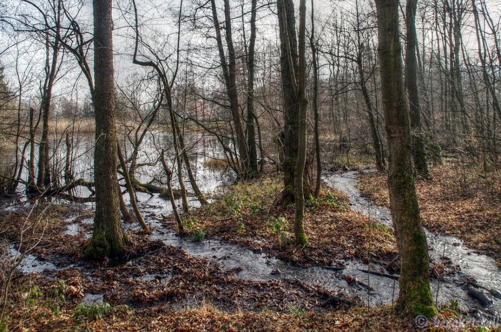 Einlaufgebiet am Rohrteich by ☼❄ bergkristall ❆☼