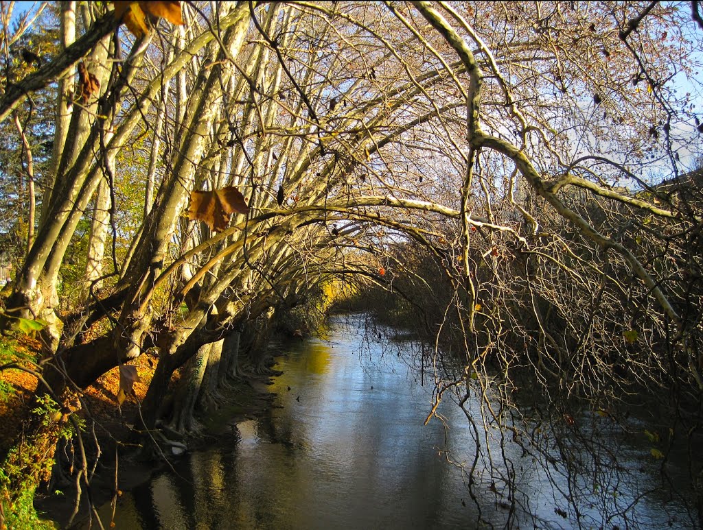 Río Arga ...con cubierta natural.... **Pamplona** by JLuis San Agustín