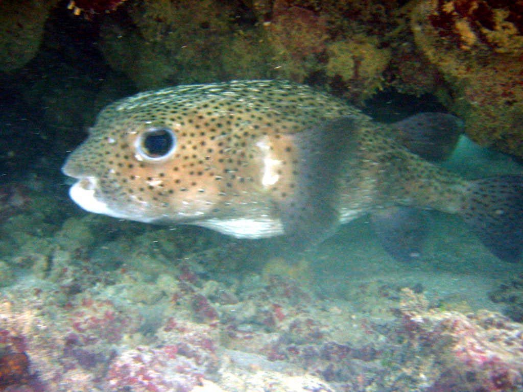 Peixes en piscina natural by karen y gabu