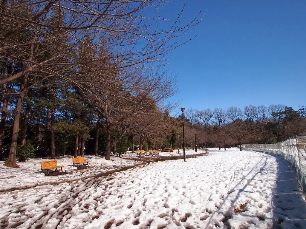 雪の翌日　井の頭公園西園 by mthr110