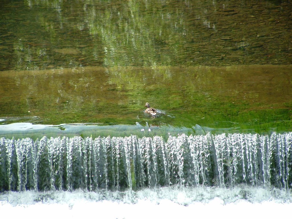 Ilam Park by Neal Clark