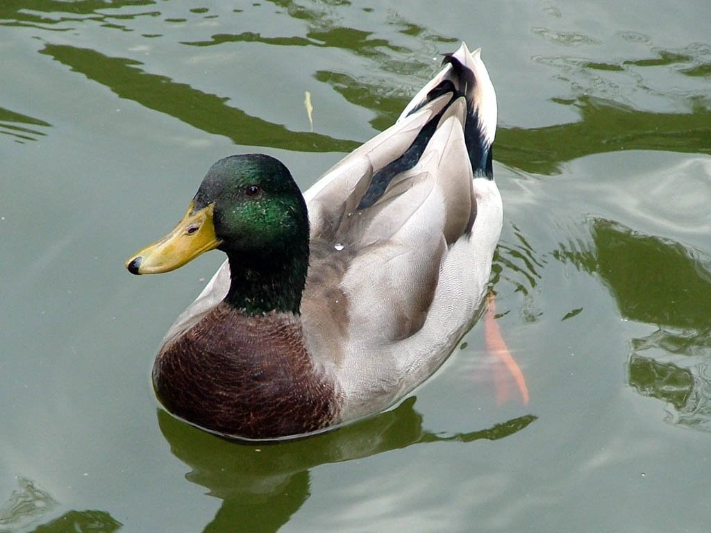 Zagreb, Maksimir, duck by Neven Cukrov