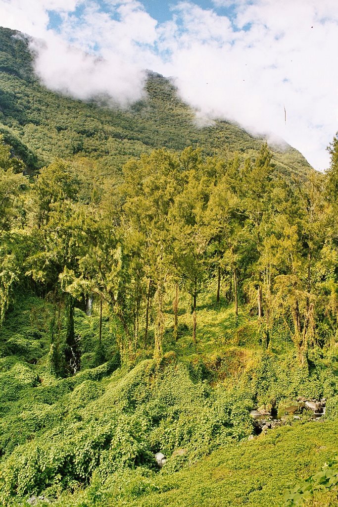 La Reunion by Styve Reineck