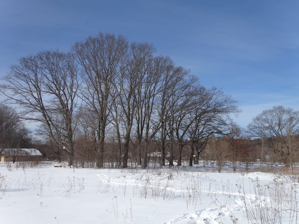 Row of old oaks at the Boston Nature Center Audubon Sanctuary by chris1073