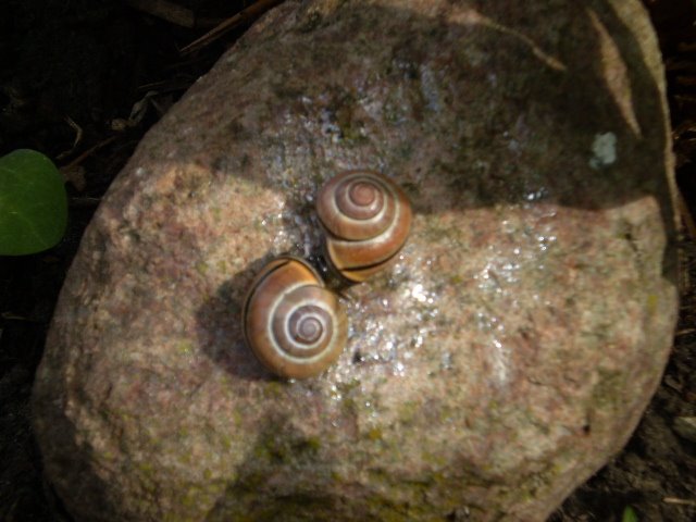 Snails-wedding by Jürgen Schnabel