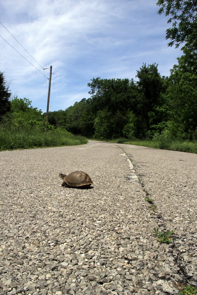 Lonely turtle by ropie76