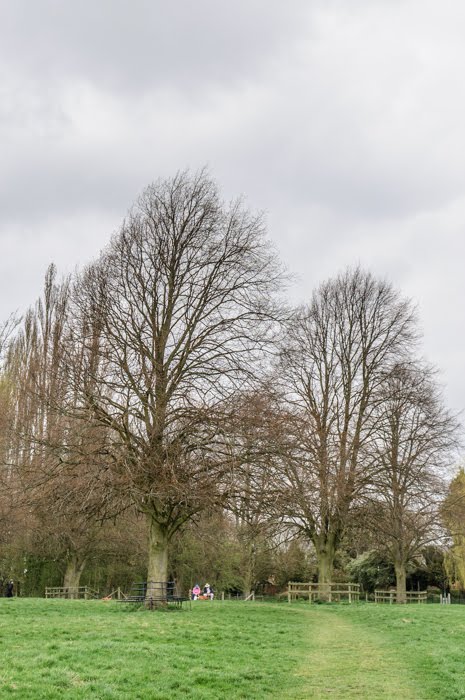 Magnificent trees on the green by hilofoz