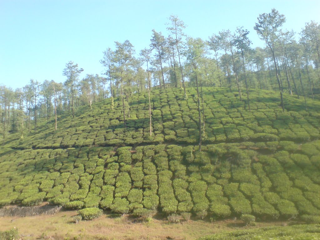 TEA GARDEN, ELAPPARA by ALENDE DEVASIA