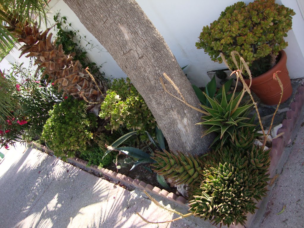 Cactus and scrub, Guadalmar, Málaga, Spain by lifelongtravell