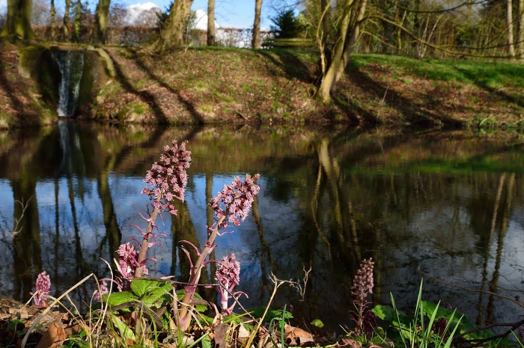 Vijver langs het Kerkpad in Oosterbeek met Groot Hoefblad. by Jan Visser