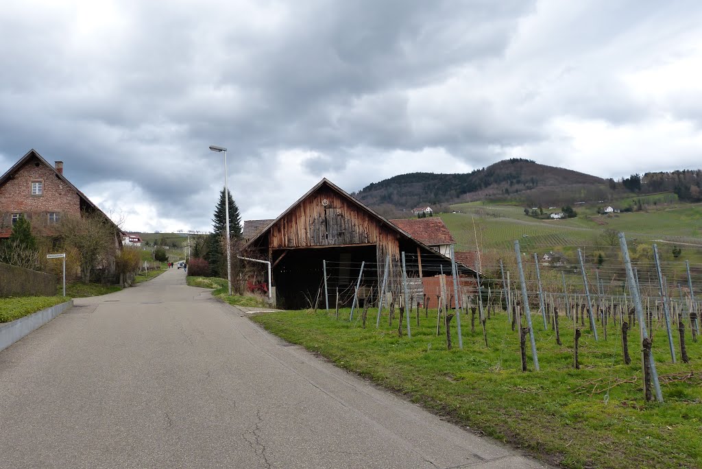 Obersasbach Architecture town Black Forest Germany Landscape Schwarzwald vinery wine weinrebe wein by Dietrich Weisenborn