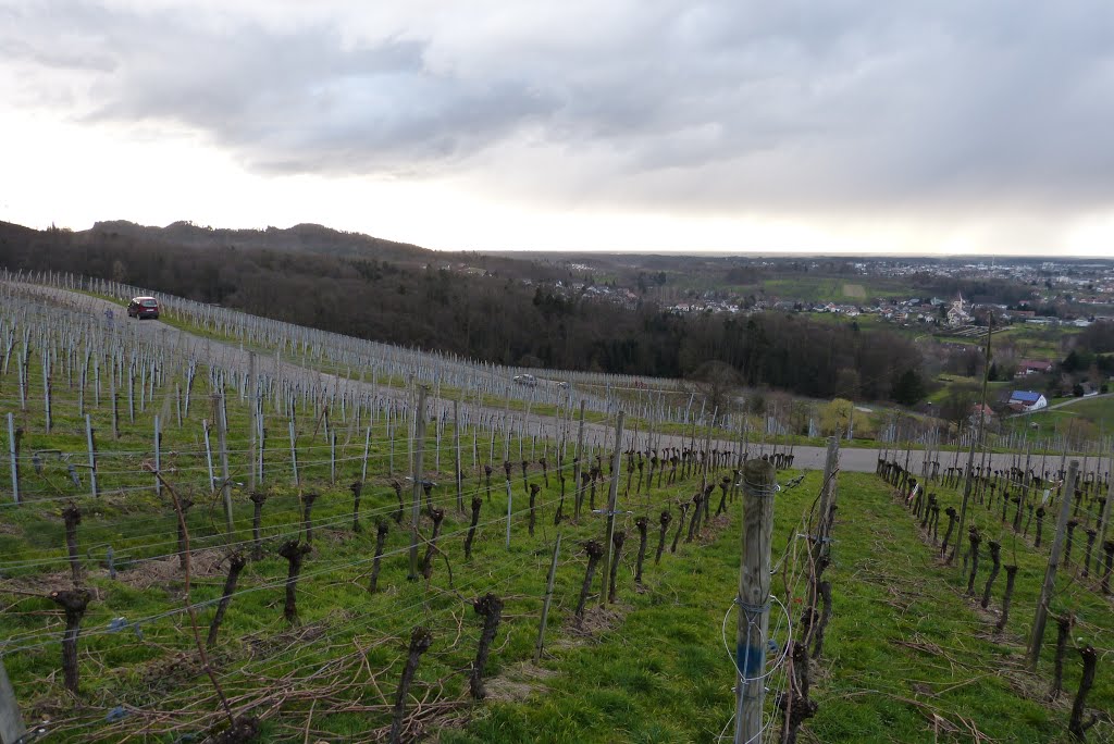 Obersasbach Achern Kehl Strassburg Landscape plants flowers vinery wine weinrebe wein by Dietrich Weisenborn