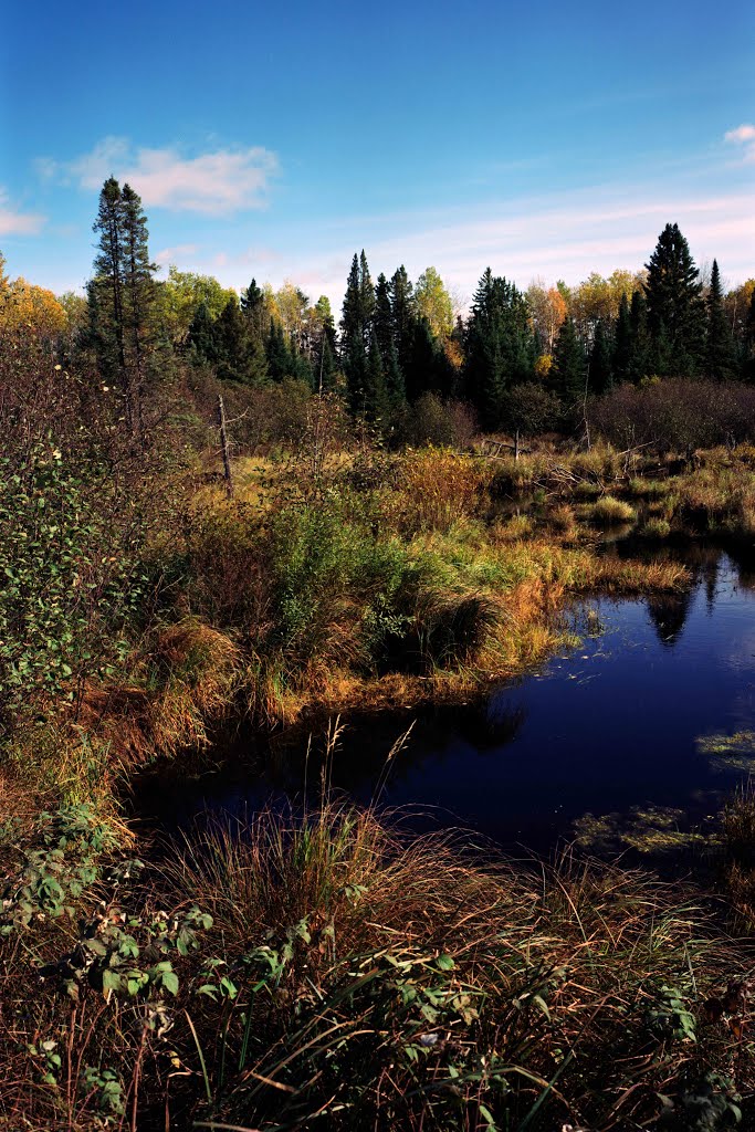 Sedge Meadow Stream, Northern Wisconsin by Andrew Sabai