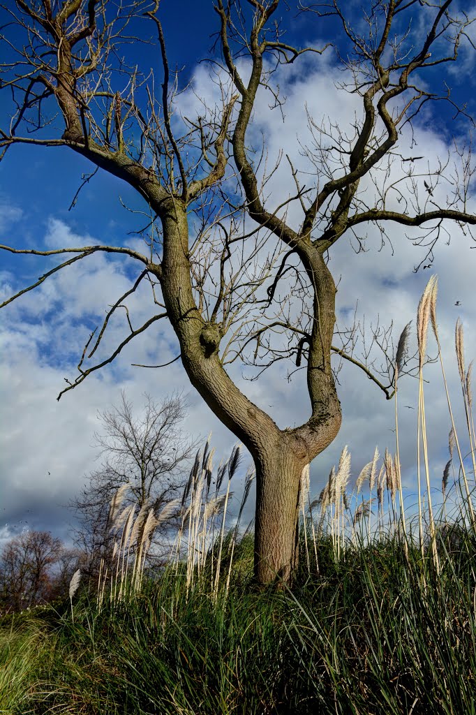 The joy of a tree! by Herb Riddle