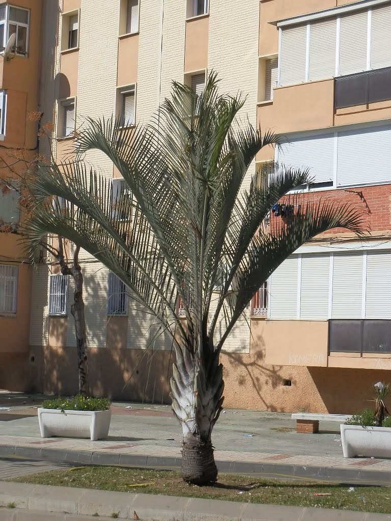 Arecaceae, Dypsis decaryi, Málaga, Camino de la palmilla, 22-02-2014. by Luis Sarasola Luna