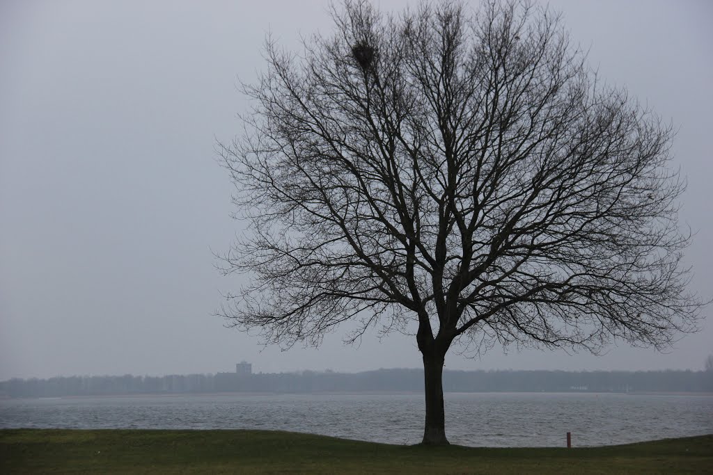 Alone tree - Zeewolde by ⋰Lenie⋰