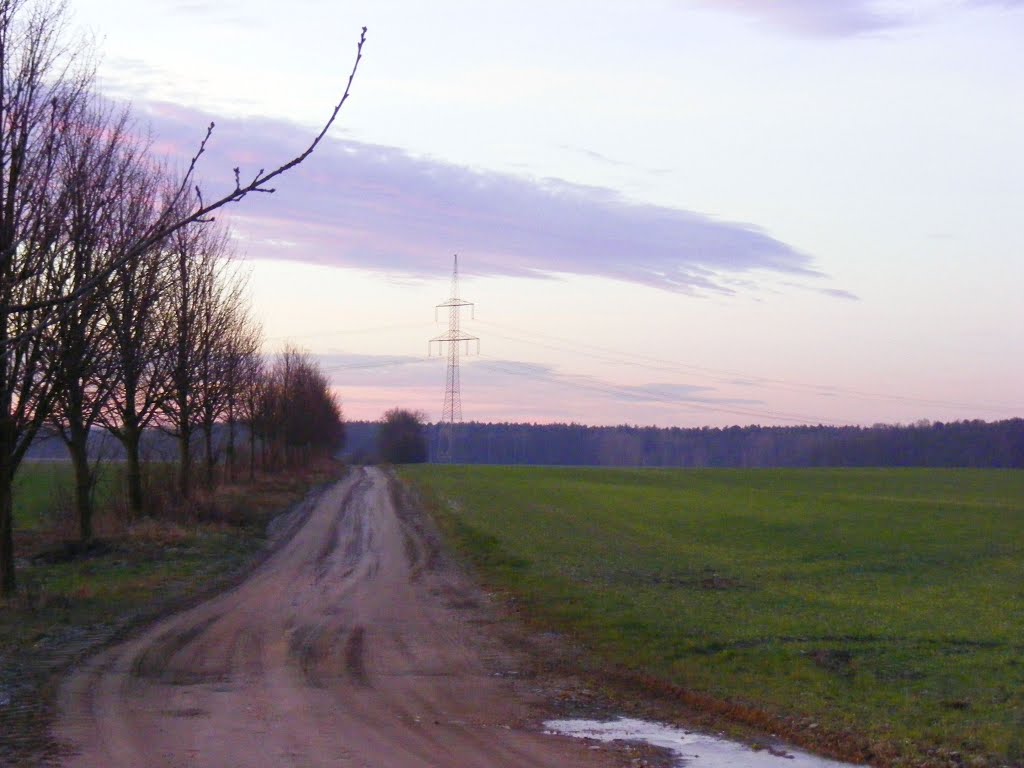 Göllnitz, 03205 Gemeinde Sallgast, Niederlausitz, Germany. Der Weg durch den Lug mit Blick Richtung Dollenchen by velthurvik