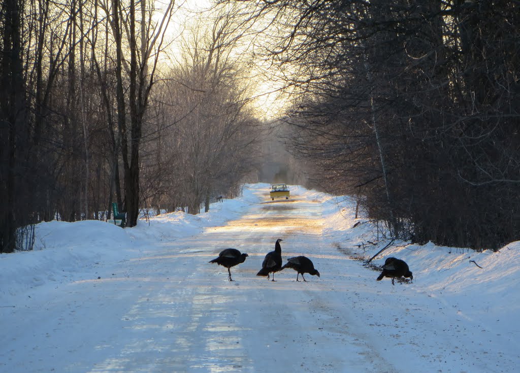 Danger! (Cannonsville Rd, Ferris, MI) by UnagiUnagi