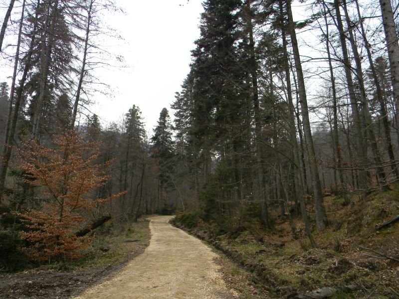 Valea Plopilor,Noua-Brasov. by Annelise L  Floroian