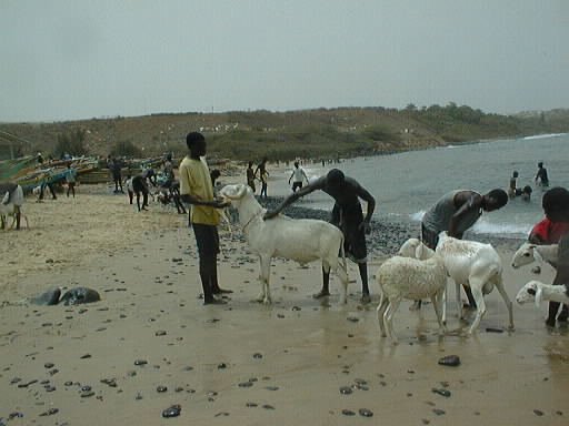 Lavage des moutons sur la plage de Ouakam by Emmanuel Gabolde