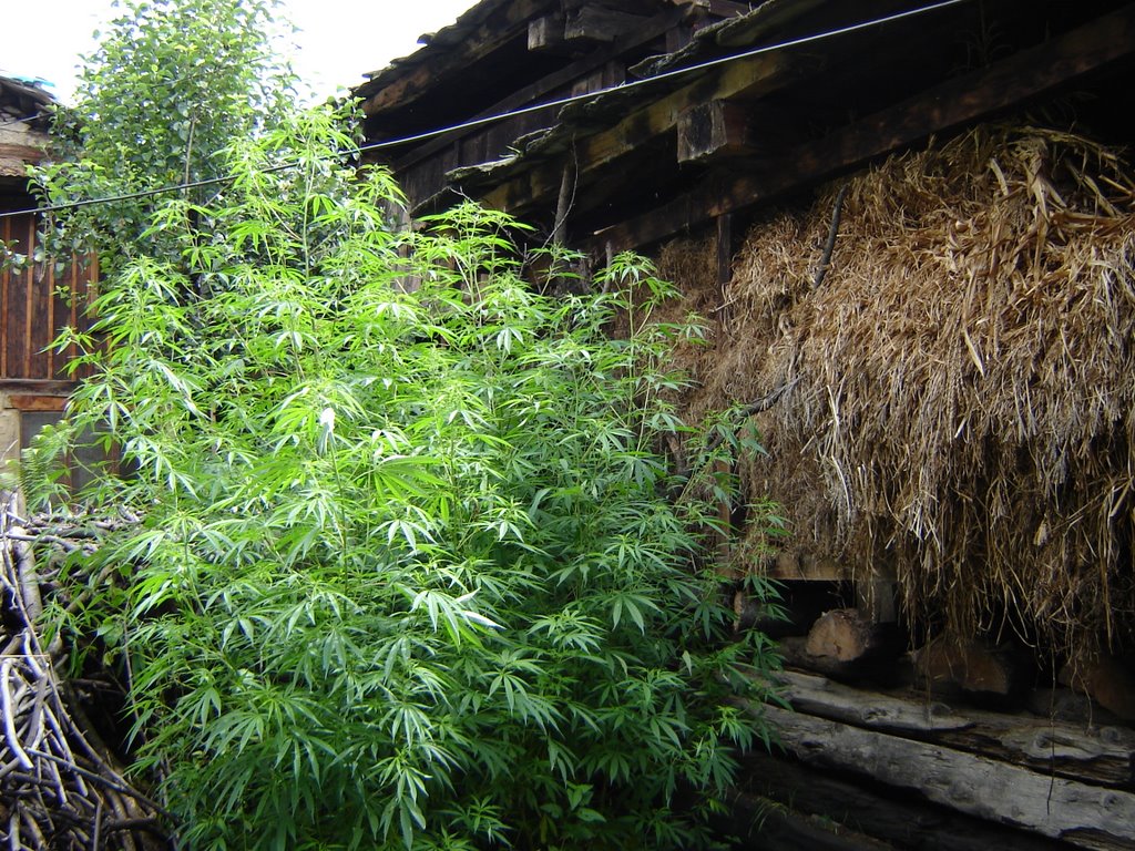 Old Manali weed and hay by fritz hegner