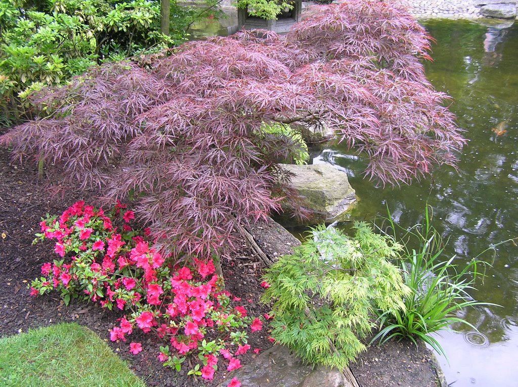 Acers at Holland Park by Matilde Aguilera