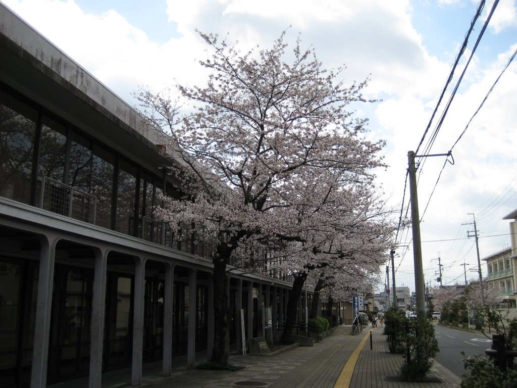 大山崎町立中央公民館前の桜 by higashidar