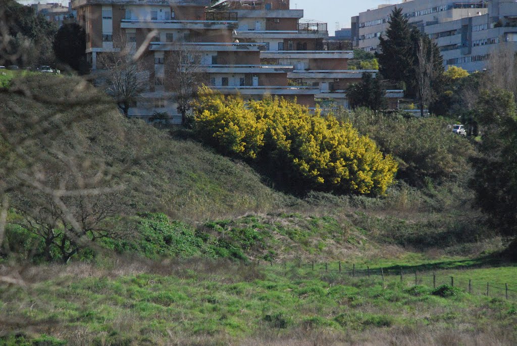 Parco campagna di Spinaceto Mimosa in fiore by emilliriz