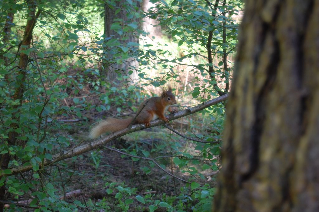 One of the locals at Center Parcs, Whinfell Forest. by chopperfixer