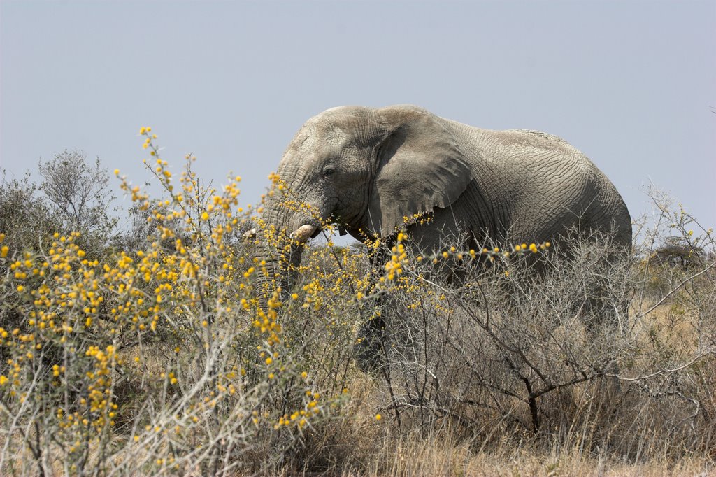 Namibia by 2007Namibia