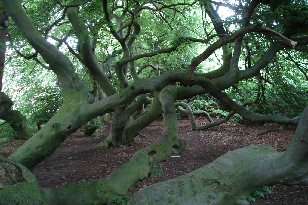 Weltnaturerbe in Bad Nenndorf - Süntelbuchen by K-D Heinrich