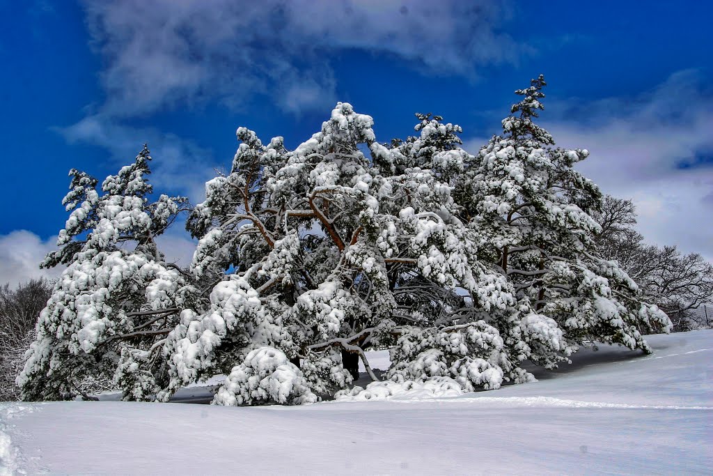 April Snow Showers Delay May Flowers by Carl Lacey