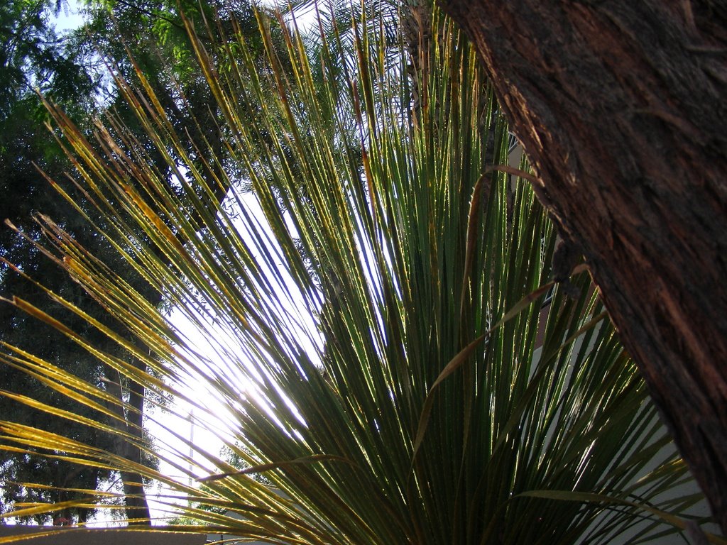 Desert Sun & Palm, Scottsdale, AZ by uofcrob