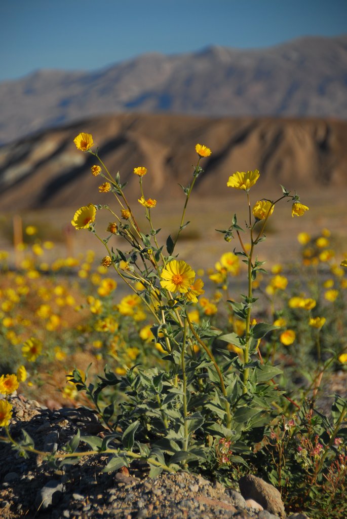 Highway 190 Death Valley, CA 92328 by Ajith R