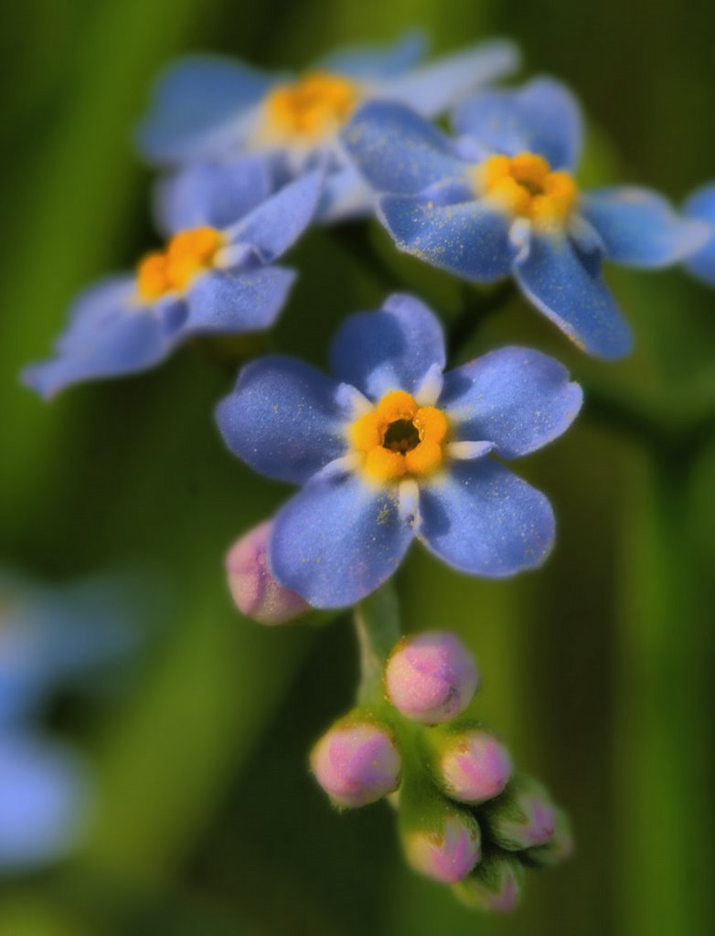 Water Forget-me-not , Sumpf-Vergissmeinnicht , Moerasvergeet-mij-nietje (Myosotis scorpioides subsp. scorpioides, synoniem: Myosotis palustris) by Erik van den Ham