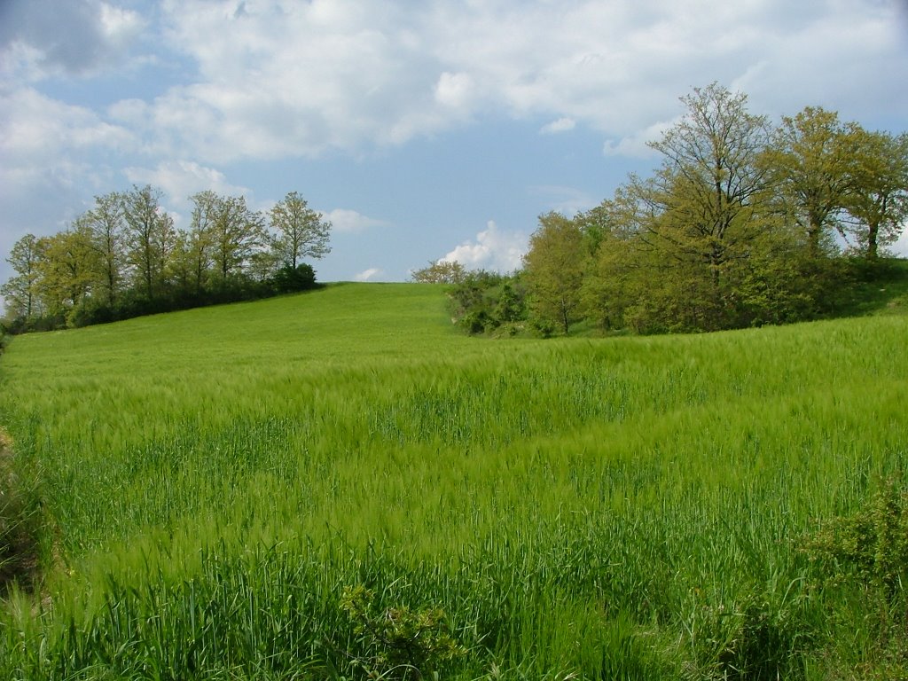 Verde by IoBarbara